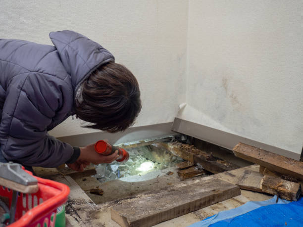 Best Mold Documentation for Insurance Claims  in Welby, CO